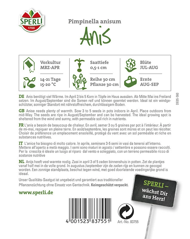 Anis Pimpinella Anisum 4 Anis Pimpinella Anisum – Bild 2