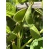 Edamame Samen Green Shell Samenfest & BIO -Krauter Samen Geschaft beetliebe edamame gren shell