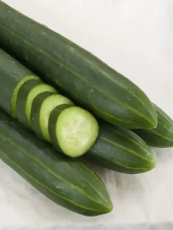 Gurke Arola BIO-Samen Samenfest Lange Glatte Sorte