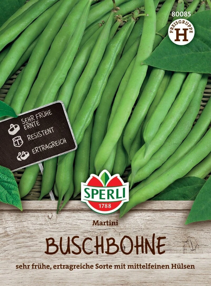 Buschbohne Martini, Sehr Frühe Ertragreiche Sorte, Resistent 4 Buschbohne Martini, Sehr Frühe Ertragreiche Sorte, Resistent – Bild 2