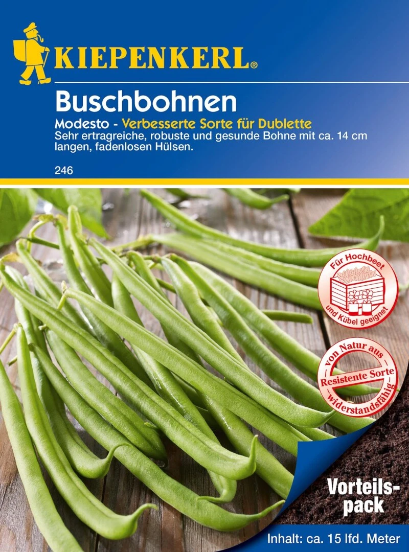 Buschbohne Modesto (Vorteilspack) 120g, Mittelfeine Ertragreiche Grüne Bohne, Fadenlos 5 Buschbohne Modesto (Vorteilspack) 120g, Mittelfeine Ertragreiche Grüne Bohne, Fadenlos – Bild 3