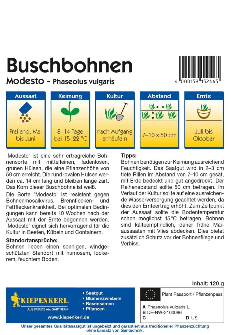 Buschbohne Modesto (Vorteilspack) 120g, Mittelfeine Ertragreiche Grüne Bohne, Fadenlos 4 Buschbohne Modesto (Vorteilspack) 120g, Mittelfeine Ertragreiche Grüne Bohne, Fadenlos – Bild 2