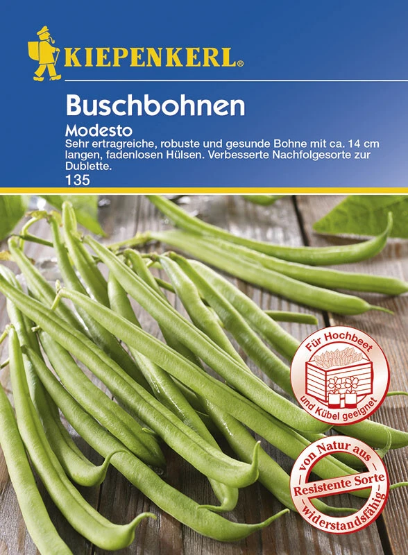 Buschbohnen Modesto 4 Buschbohnen Modesto – Bild 2