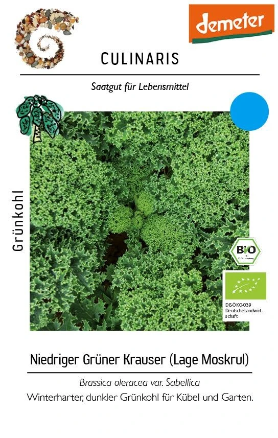 Grünkohl Niedriger Grüner Krauser Samenfeste Sorte 4 Grünkohl Niedriger Grüner Krauser Samenfeste Sorte – Bild 2