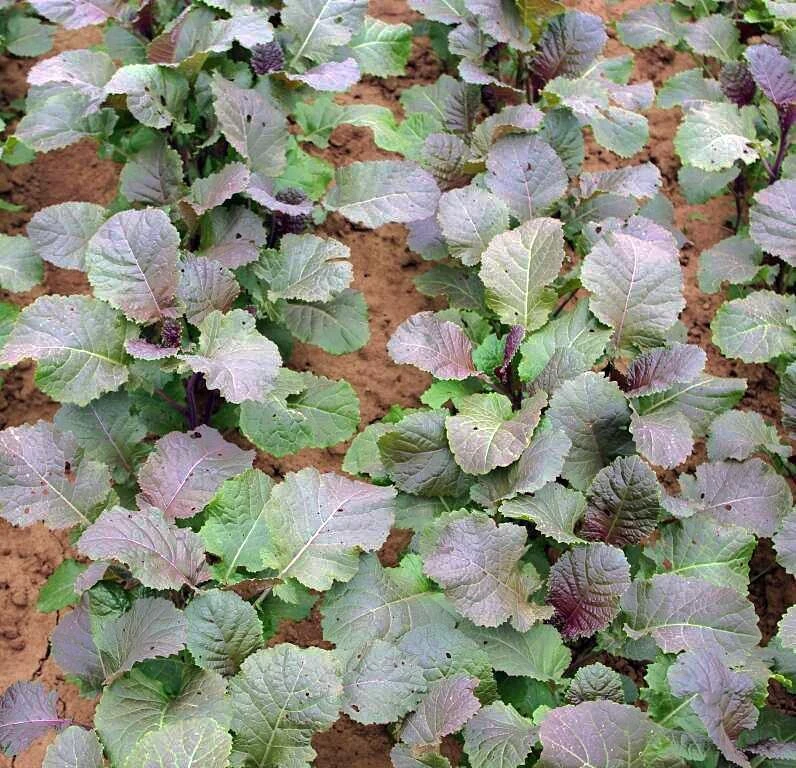 Abessinischerer Kohl Carina Trockenheitsverträglich 4 Abessinischerer Kohl Carina Trockenheitsverträglich – Bild 2