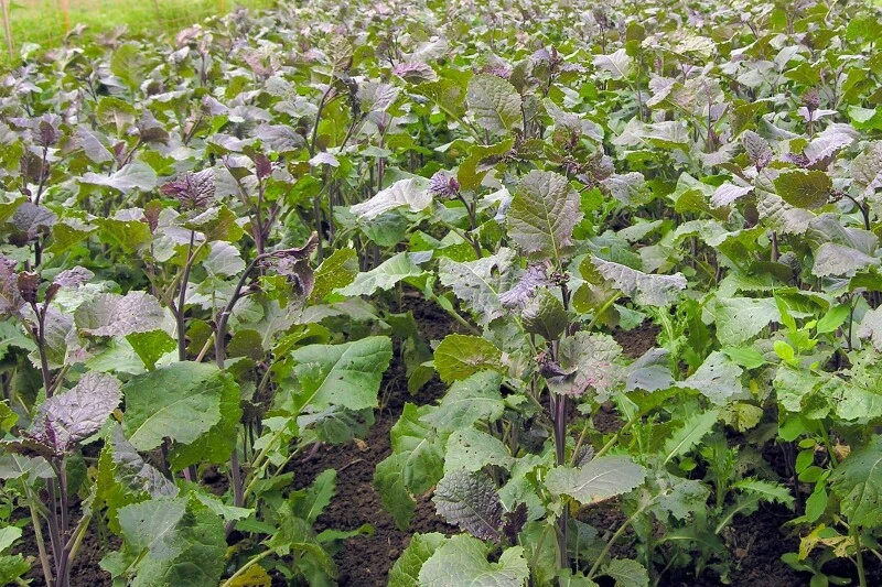 Abessinischerer Kohl Carina Trockenheitsverträglich 3 Abessinischerer Kohl Carina Trockenheitsverträglich