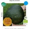 Kürbis Green Jugin Speisekürbis Mit Festem Fruchtfleisch -Krauter Samen Geschaft culinaris kuerbis jugin