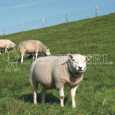 Deichbegrünung Böschungsmischung DSV 90010kg 3 Deichbegrünung Böschungsmischung DSV 90010kg