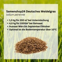 Samenshop24® Deutsches Weidelgras (lolium Perenne) | 1kg Für 250 M² | Bringt Höchste Erträge -Krauter Samen Geschaft deutsches weidelgras 52