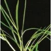 Samenshop24® Deutsches Weidelgras (lolium Perenne) | 1kg Für 250 M² | Bringt Höchste Erträge 1 Samenshop24® Deutsches Weidelgras (lolium Perenne) | 1kg Für 250 M² | Bringt Höchste Erträge -Krauter Samen Geschaft deutsches weidelgras 53