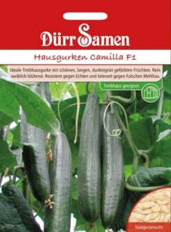 Dürr Hausgurken Camilla F1, Ideale Treibhausgurke, Resistent Gegen Echten Und Tolerant Gegen Falschen Mehltau