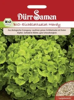BIO Eichblattsalat Hardy, Ein Lausfreier Grüner Salat Mit Festen Köpfen