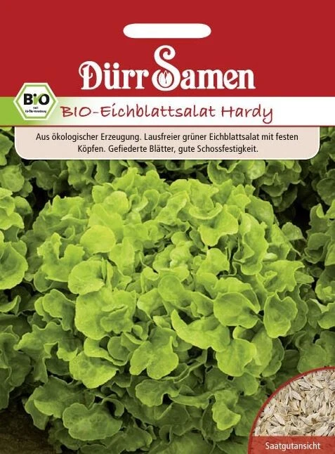BIO Eichblattsalat Hardy, Ein Lausfreier Grüner Salat Mit Festen Köpfen 3 BIO Eichblattsalat Hardy, Ein Lausfreier Grüner Salat Mit Festen Köpfen