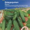 Einlegegurken Traubengurken Diamant Parthenocarp Tolerant 1 Einlegegurken Traubengurken Diamant Parthenocarp Tolerant -Krauter Samen Geschaft einlegegurken traubengurken diamant parthenocarp tolerant