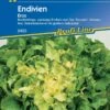 Endivie Eros, Breitblättrige Wüchsige Enduivie Typ Escariol, Sichere Erträge Auch Bei Hitze 1 Endivie Eros, Breitblättrige Wüchsige Enduivie Typ Escariol, Sichere Erträge Auch Bei Hitze -Krauter Samen Geschaft endivie eros