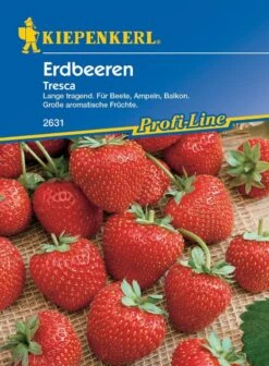 Erdbeeren Tresca Große Aromatische Früchte, Mehrfachtragend