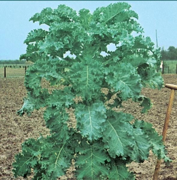 Futterkohl Furchenkohl Westfälischer Dauerkohl 500gr 4 Futterkohl Furchenkohl Westfälischer Dauerkohl 500gr – Bild 2