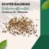 Echter Baldrian Valeriana Officinalis Traditionelle Heilpflanze 1 Echter Baldrian Valeriana Officinalis Traditionelle Heilpflanze -Krauter Samen Geschaft gt baldrian 14