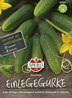 Gurke Excelsior F1 (verb. Für Cubella) Ausgezeichnete Bitterfreie Einlegegurke