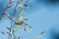 Samenshop24® Härtlicher Schwingel/ Schafschwingel Festuca Trachyphylla | 1kg Für 200 M² -Krauter Samen Geschaft haertlicher schwingel schafschwingel3