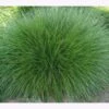 Samenshop24® Horstrotschwingel Festuca Rubra Commutata 1kg -Krauter Samen Geschaft horstrotschwingel festuca rubra commutata3