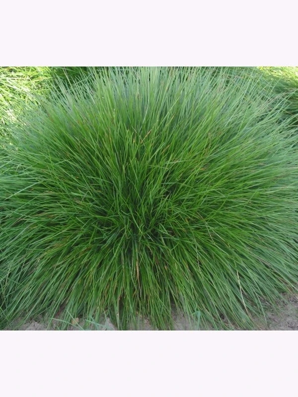 Samenshop24® Horstrotschwingel Festuca Rubra Commutata 1kg 3 Samenshop24® Horstrotschwingel Festuca Rubra Commutata 1kg