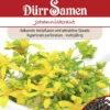 Johanniskraut Hypericum Perforatum 1 Johanniskraut Hypericum Perforatum -Krauter Samen Geschaft johanniskraut hypericum perforatum