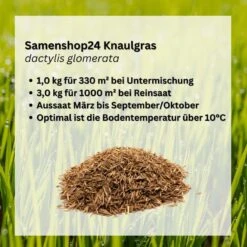 Samenshop24® Knaulgras Dactylis Glomerata | 1 Kg Für Ca. 330 M² | Früh Austreibendes Obergras -Krauter Samen Geschaft knaulgras dactylis glomerata 1kg2