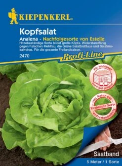 Kopfsalat Analena Saatband, Hitzebeständige Sorte Bildet Große Köpfe, Widerstandfähig