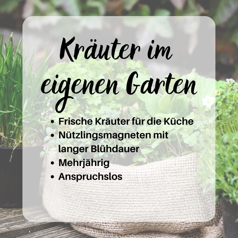 Kräuterspirale Anlegen, Verschiedene Saatgut Sparsets Mehrere Größen 9 Kräuterspirale Anlegen, Verschiedene Saatgut Sparsets Mehrere Größen – Bild 7