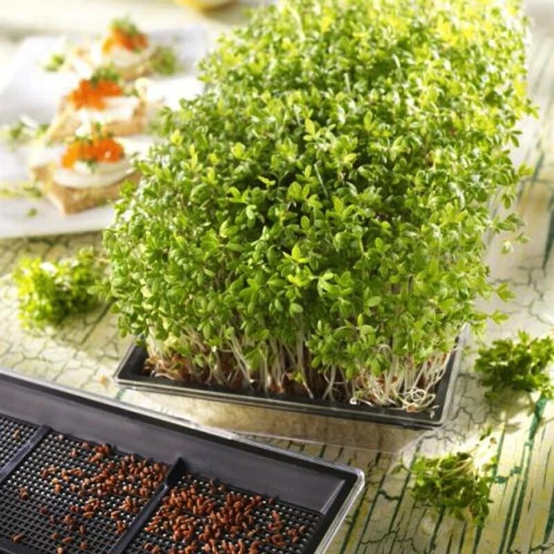 Kresseschalen Kresse-Anzucht-Set Mit BIO-Saatgut 4 Kresseschalen Kresse-Anzucht-Set Mit BIO-Saatgut – Bild 2