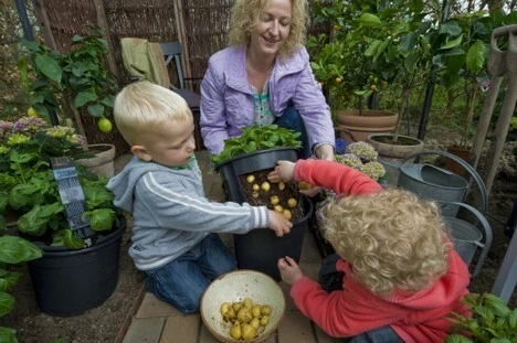 PotatoPot Kartoffel-Pflanztopf, 1 Topf Inkl. Einsatz 3 PotatoPot Kartoffel-Pflanztopf, 1 Topf Inkl. Einsatz