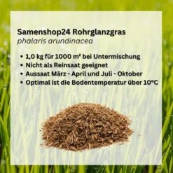 Quecke (Kammquecke), Agropyron Cristatum, Inhalt: 1kg Für Ca. 20 M² 6 Quecke (Kammquecke), Agropyron Cristatum, Inhalt: 1kg Für Ca. 20 M² -Krauter Samen Geschaft quecke agropyron cristatum2