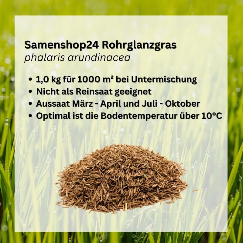 Quecke (Kammquecke), Agropyron Cristatum, Inhalt: 1kg Für Ca. 20 M² 4 Quecke (Kammquecke), Agropyron Cristatum, Inhalt: 1kg Für Ca. 20 M² – Bild 2