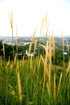 Quecke (Kammquecke), Agropyron Cristatum, Inhalt: 1kg Für Ca. 20 M² 7 Quecke (Kammquecke), Agropyron Cristatum, Inhalt: 1kg Für Ca. 20 M² -Krauter Samen Geschaft quecke agropyron cristatum3