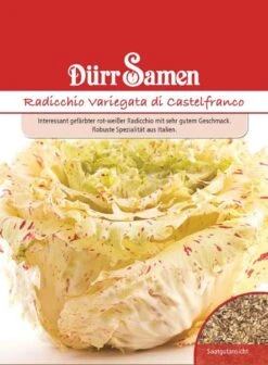 Radicchio Variegata Di Castelfranco (Zichoriensalat), Interessant Gefärbter Rot-weißer Radicchio
