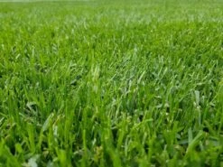 RSM-Rasensamen 3.2 Sportrasen Regeneration Mit Poa Pratensis 10kg -Krauter Samen Geschaft rsm rasensamen 32 sportrasen regeneration mit poa pratensis 10kg3