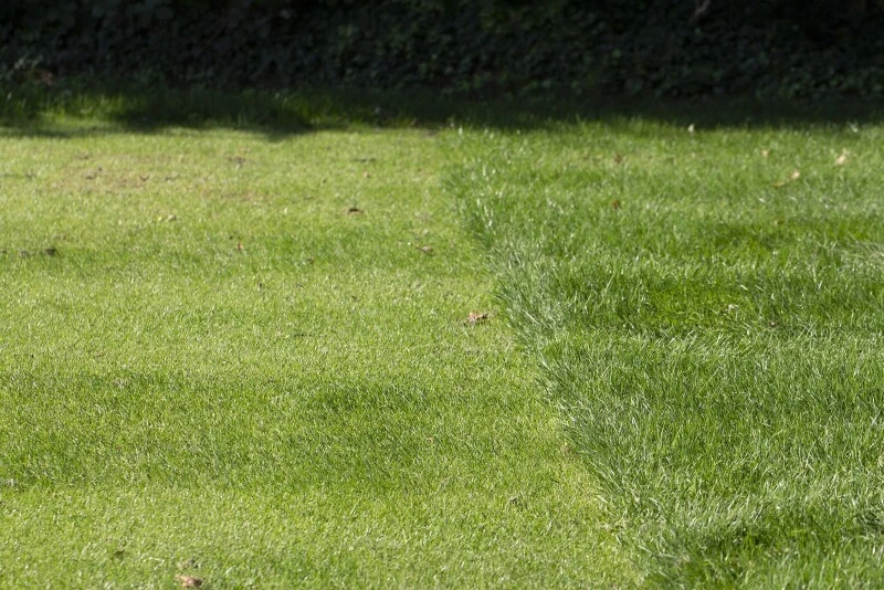 RSM-Rasensamen 4.2.1 Golfrasen DSV 420 Vorgrün 10kg 4 RSM-Rasensamen 4.2.1 Golfrasen DSV 420 Vorgrün 10kg – Bild 2