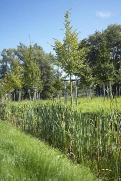 RSM-Rasensamen 7.3.1 Landschaftsrasen Feuchtlagen 10kg