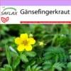 Gänsefingerkraut - Potentilla Anserina Heilpflanzen Gutes Nicht Nur Für Gänse 1 Gänsefingerkraut - Potentilla Anserina Heilpflanzen Gutes Nicht Nur Für Gänse -Krauter Samen Geschaft saflax fingerkraut