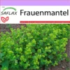 Frauenmantel - Alchemilla Vulgaris Heilpflanzen 2 Frauenmantel - Alchemilla Vulgaris Heilpflanzen -Krauter Samen Geschaft saflax frauenmantel