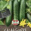 Salatgurke Mini-Snack Gurke Silor F1