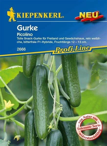 Salatgurken Minigurke Picolino Tolerant 3 Salatgurken Minigurke Picolino Tolerant