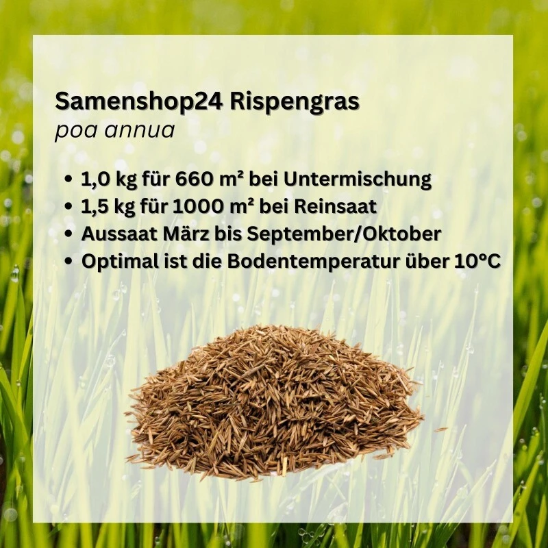 Samenshop24® Einjähriges Rispengras, Poa Annua 1kg 4 Samenshop24® Einjähriges Rispengras, Poa Annua 1kg – Bild 2