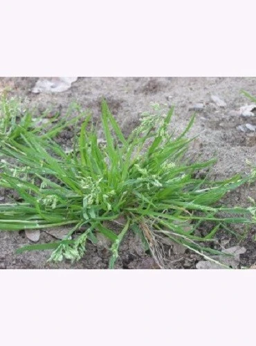 Samenshop24® Einjähriges Rispengras, Poa Annua 1kg 5 Samenshop24® Einjähriges Rispengras, Poa Annua 1kg – Bild 3