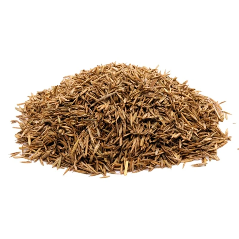 Samenshop24® Repräsentationsrasen 1kg Für 50m² 8 Samenshop24® Repräsentationsrasen 1kg Für 50m² – Bild 6