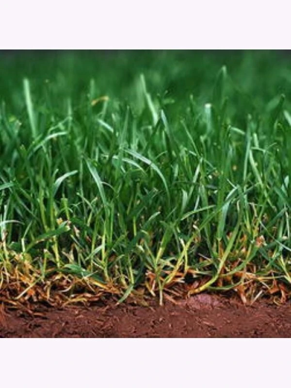 Samenshop24® Repräsentationsrasen 1kg Für 50m² 5 Samenshop24® Repräsentationsrasen 1kg Für 50m² – Bild 3