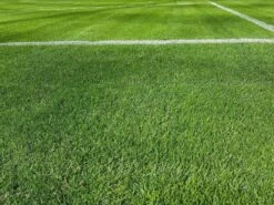 Samenshop24® RSM-Rasensamen 3.2 Sportrasen Regeneration Mit Poa Pratensis 1kg 13 Samenshop24® RSM-Rasensamen 3.2 Sportrasen Regeneration Mit Poa Pratensis 1kg -Krauter Samen Geschaft samenshop24 rsm rasensamen 32 sportrasen regeneration mit poa pratensis 1kg4