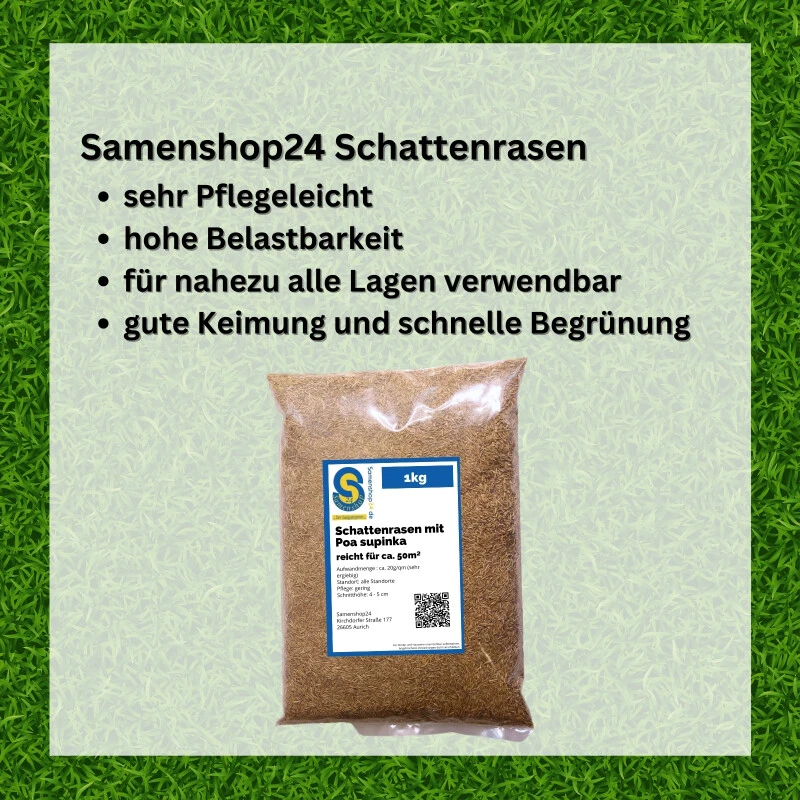 Samenshop24® Schattenrasen Mit Poa Supina 1kg Für 50m² 5 Samenshop24® Schattenrasen Mit Poa Supina 1kg Für 50m² – Bild 3