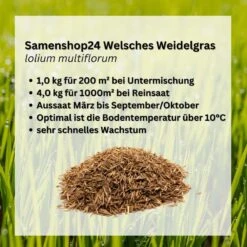 Samenshop24® Welsches Weidelgras Lolium Multiflorum 1kg